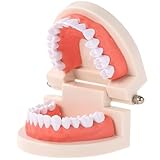 FGXY Modelo de Dientes estÁndar, Modelo de Dientes Dentales Modelo estÁndar de Estudio de...