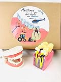 Pascha Echecs® - Anatomía de los dientes Montessori - Material educativo - Juego de maqueta dental...