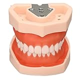 Modelo de Dientes Estándar, Modelo de Dientes De Enseñanza Dental con 28/32 Dientes de Resina...